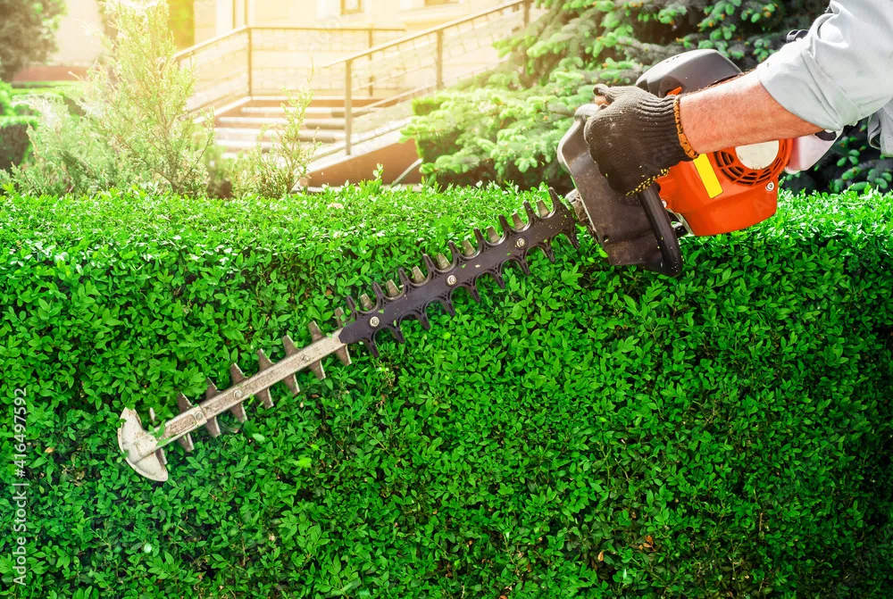 Hecke wird mit einer Heckenschere in Form geschnitten